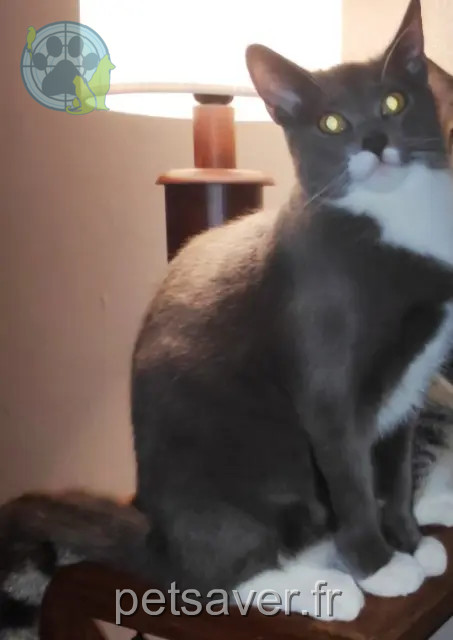 gatto perso 78150 Le Chesnay-Rocquencourt Piloo gatto lost 78150 Le Chesnay-Rocquencourt Piloo