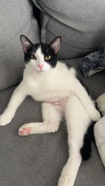 chat lost   78420 Carrières-sur-Seine Pippin