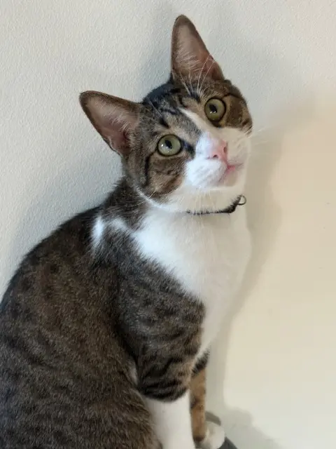 chat lost   78000 Versailles Pixel