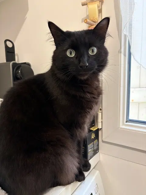 chat lost   78200 Magnanville Pixie