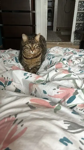 chat lost   78270 Limetz-Villez Pumbaa