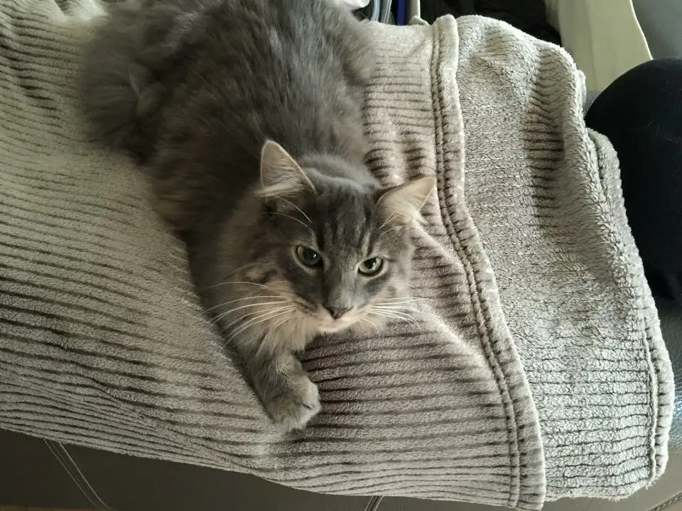 Chat Perdu 78 Yvelines - Raven Chat Perdu 78 Yvelines - Raven
