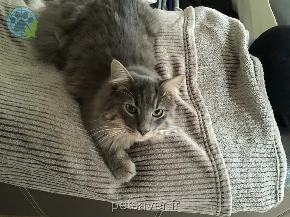 Chat Perdu 78 Yvelines - Raven Chat Perdu 78 Yvelines - Raven