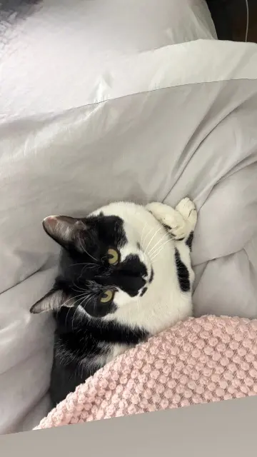 chat lost   78200 Magnanville Rio