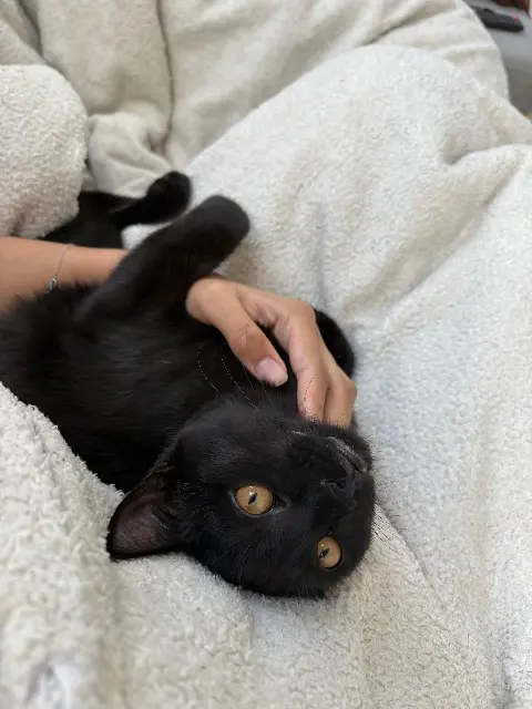 chat lost   78990 Élancourt Robin