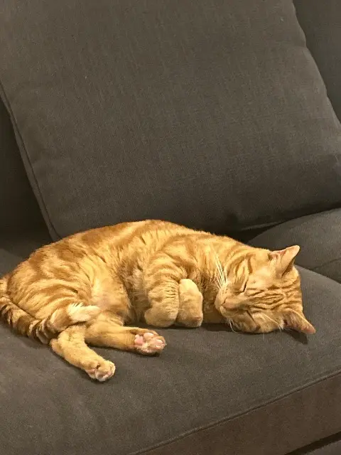 chat lost   78300 Poissy Rockette