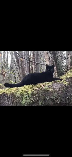 cat lost 78440 Jambville Romeo cat lost 78440 Jambville Romeo