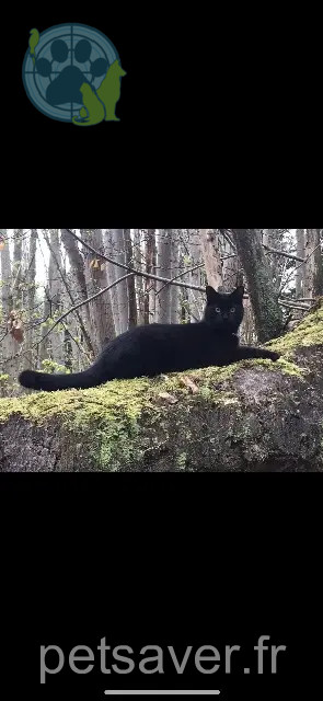 gato perdido 78440 Jambville Romeo gato lost 78440 Jambville Romeo
