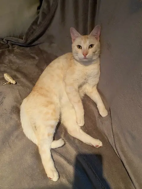 chat lost   78250 Meulan-en-Yvelines Roméo