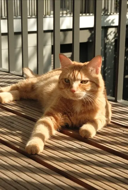 chat lost   78000 Versailles Rookie