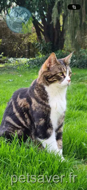 cat lost 78490 Le Tremblay-sur-Mauldre Rouletabille cat lost 78490 Le Tremblay-sur-Mauldre Rouletabille