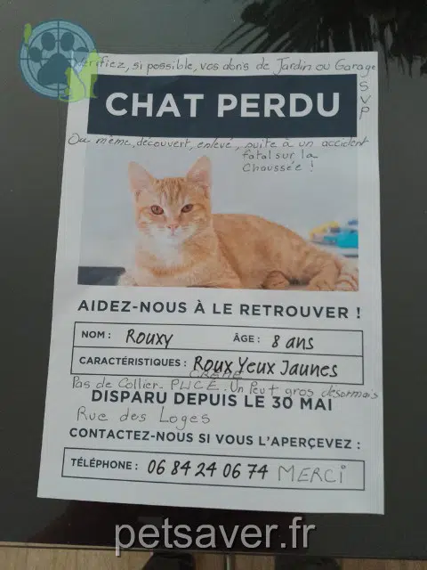 kater vermist 78600 Maisons-Laffitte Rouxy kater lost 78600 Maisons-Laffitte Rouxy
