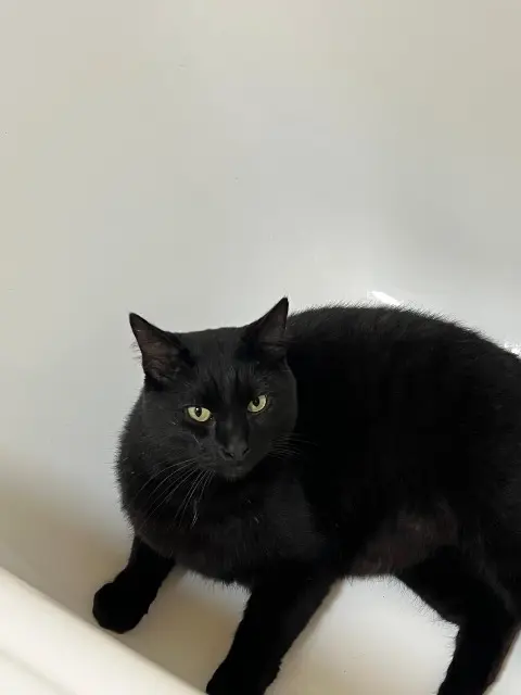 chat lost   78370 Plaisir Salem