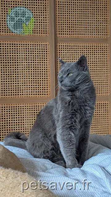 gato lost 78400 Chatou Sardine