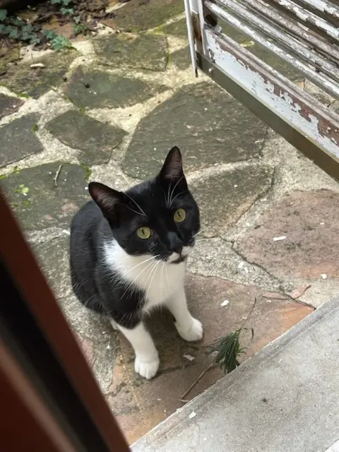 chat lost   78650 Beynes Scotty