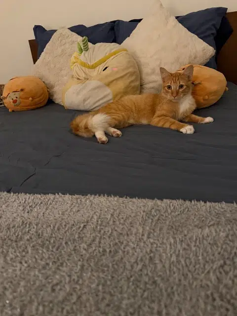 chat lost   78420 Carrières-sur-Seine Scratch