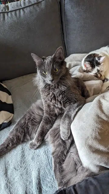 chat lost   78650 Beynes Serge