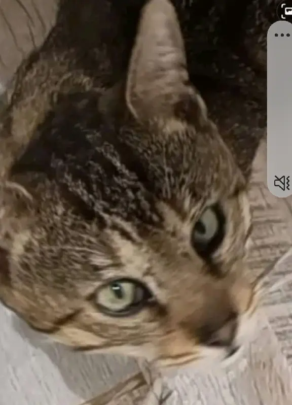 Chat Perdu 78 Yvelines - Shar-khan Chat Perdu 78 Yvelines - Shar-khan