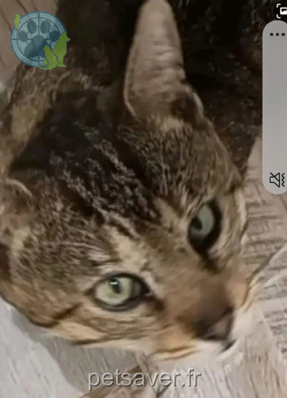 Chat Perdu 78 Yvelines - Shar-khan Chat Perdu 78 Yvelines - Shar-khan