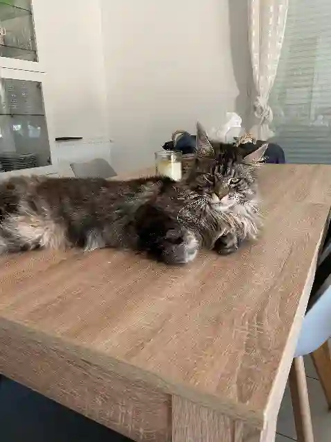 Chat Perdu 78 Yvelines - Silver Chat Perdu 78 Yvelines - Silver