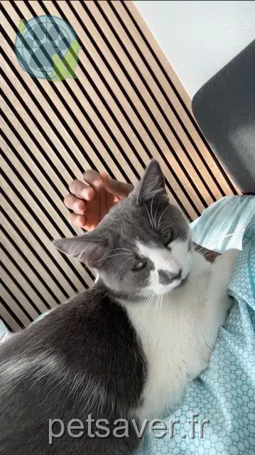 chat lost   78300 Poissy Simba