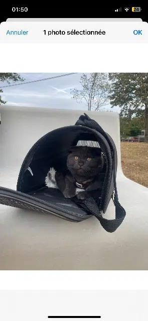 chat lost   78630 Orgeval Simba