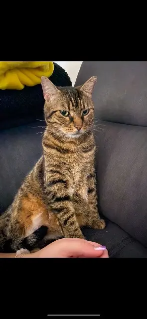 chat lost   78890 Garancières Simba