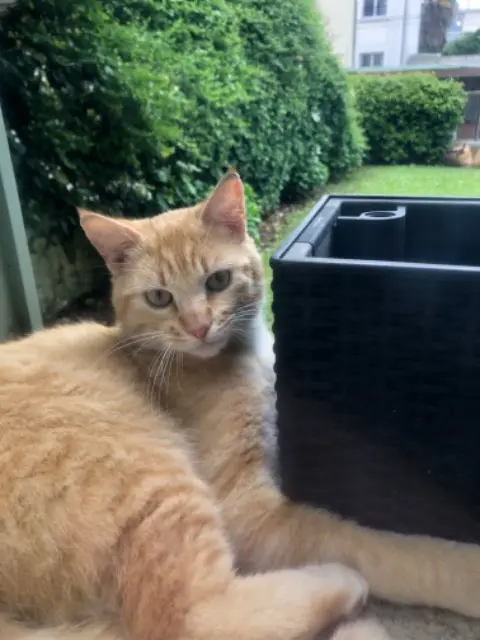 chat lost   78150 Le Chesnay-Rocquencourt Simba