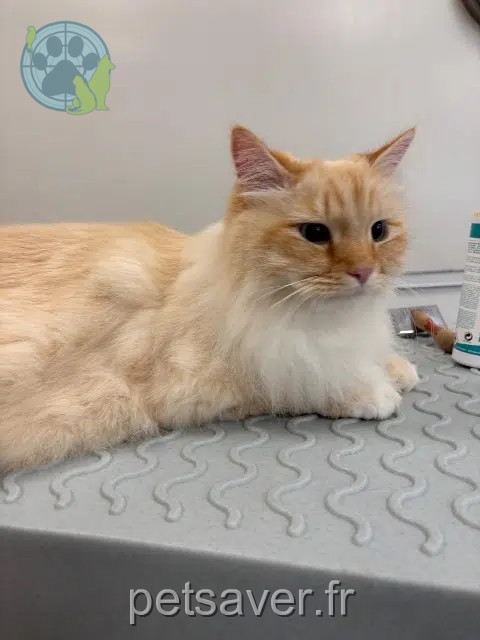 chat lost   78820 Juziers Sirius