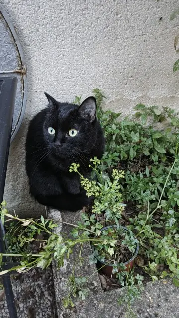 chat lost   78510 Triel-sur-Seine Sirius