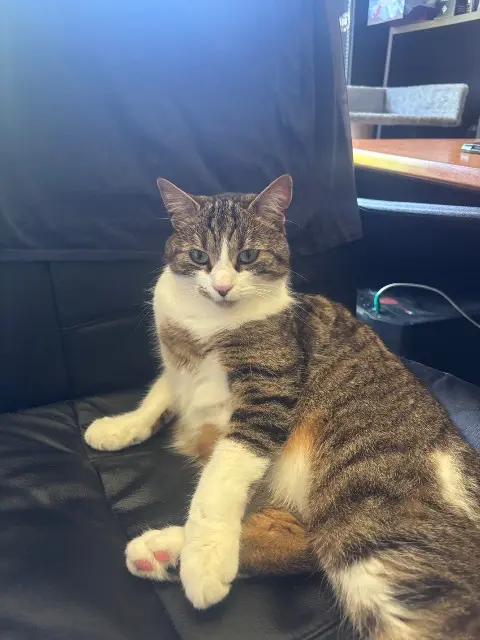 chat lost   78470 Saint-Rémy-lès-Chevreuse Smokie