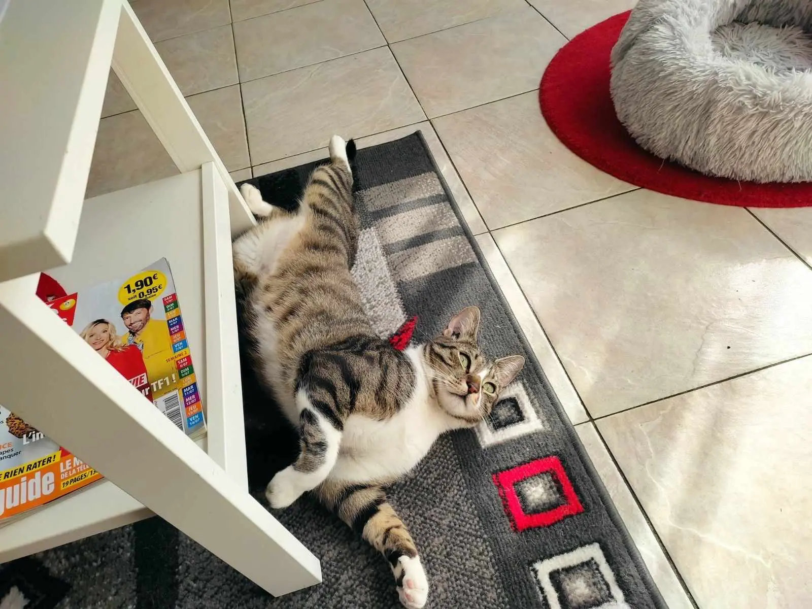 Chat Perdu 78 Yvelines - Snoopy Chat Perdu 78 Yvelines - Snoopy
