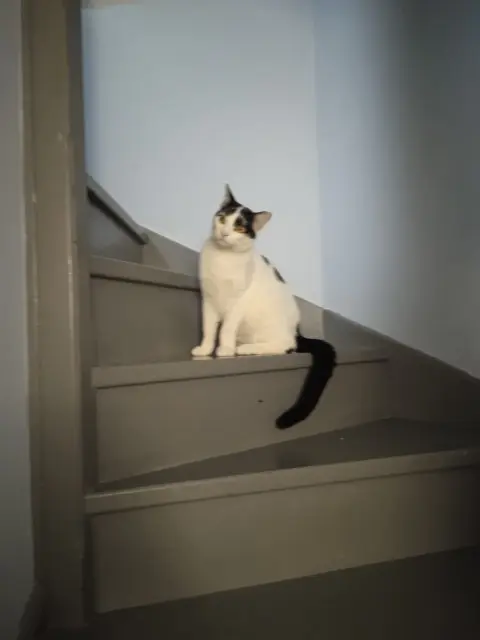 chat lost   78410 Aubergenville speed