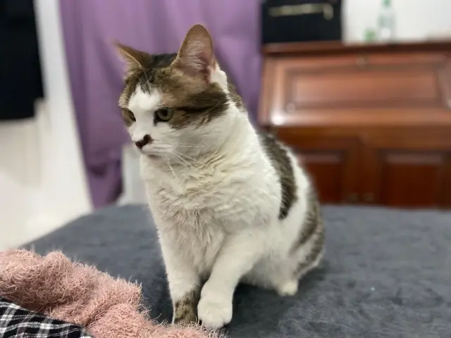 chat lost   78180 Montigny-le-Bretonneux Speedy