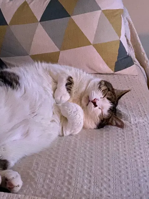 chat lost   78180 Montigny-le-Bretonneux Speedy