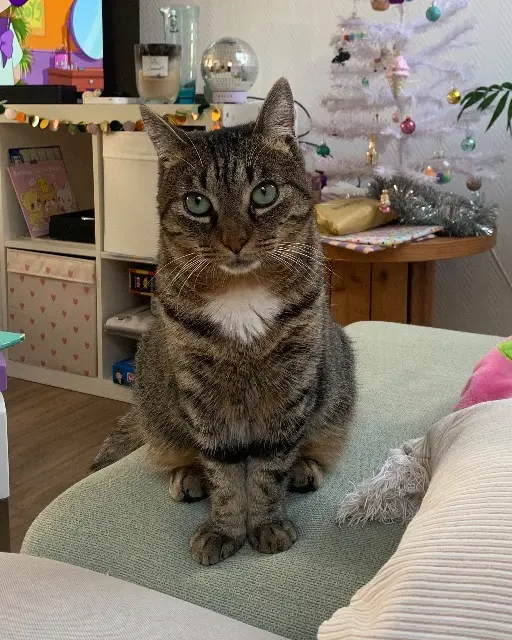 chat lost   78550 Houdan Sully