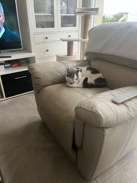 chat lost   78270 Méricourt Sunny