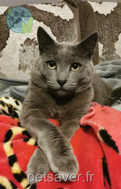kater vermist 78130 Les Mureaux Sweety kater lost 78130 Les Mureaux Sweety