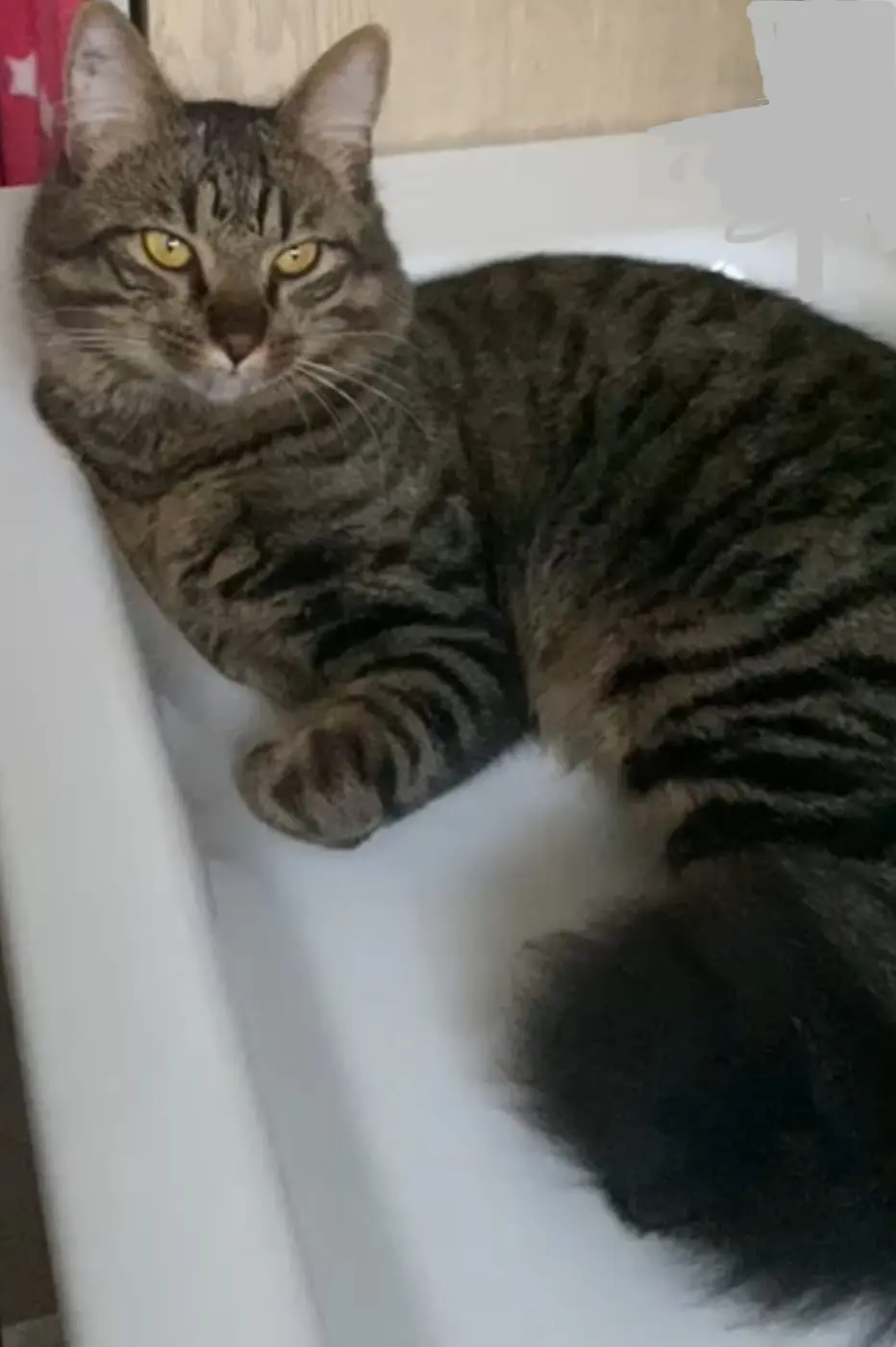 Chat Perdu 78 Yvelines - Swifeur Chat Perdu 78 Yvelines - Swifeur