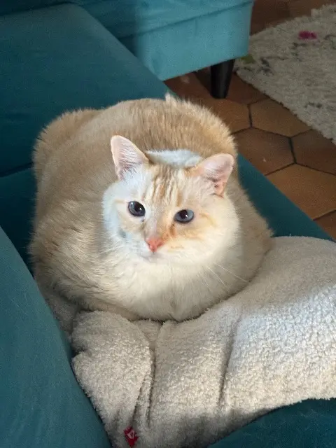 cat lost   78390 Bois-d'Arcy Séléné