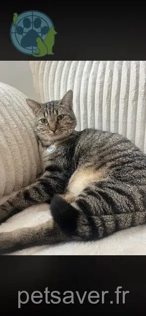 Kater lost   78820 Juziers Texas