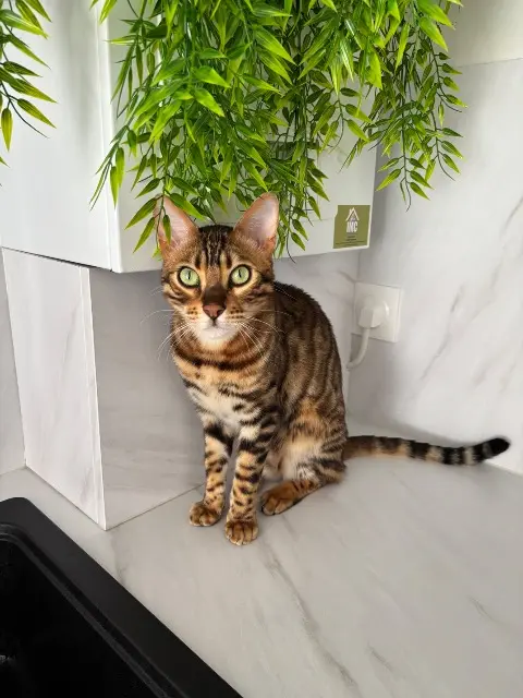 chat lost   78630 Orgeval Thor