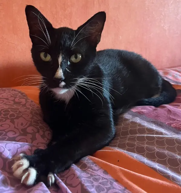 Kater vermisst 78230 Le Pecq Tichat Kater lost 78230 Le Pecq Tichat