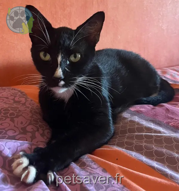 cat lost 78230 Le Pecq Tichat cat lost 78230 Le Pecq Tichat