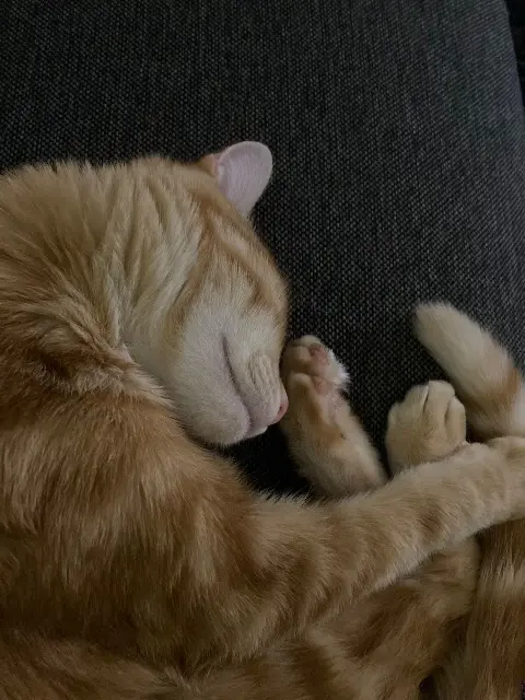 chat lost   78000 Versailles Tigrou