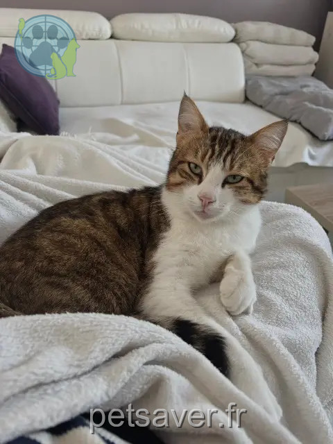 kater vermist 78630 Morainvilliers Tigrou kater lost 78630 Morainvilliers Tigrou