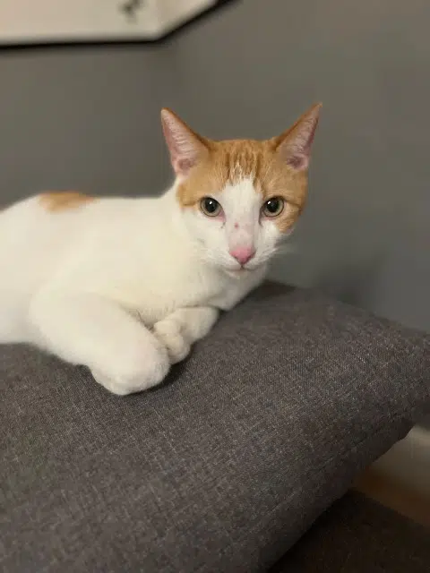 chat lost   78260 Achères Tigrou