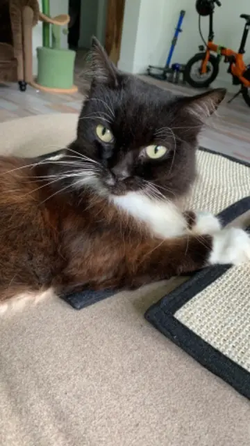 chat lost   78110 Le Vésinet TIK TOUK