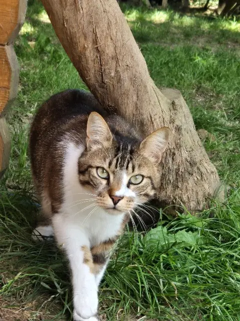 chat lost   78550 Gressey Titou
