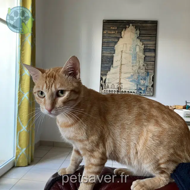 chat lost 78330 Fontenay-le-Fleury Toby